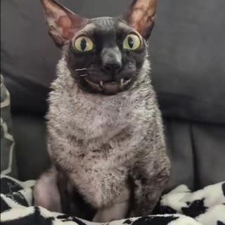 ТИКТОКЕРШИ❤️КУНИЛИНГУС