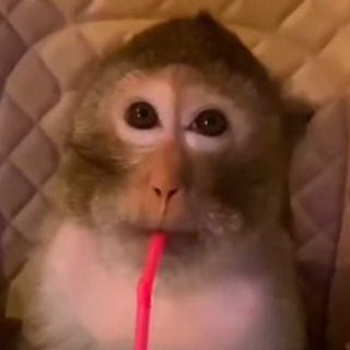 Adopt Me~Murder Mystery