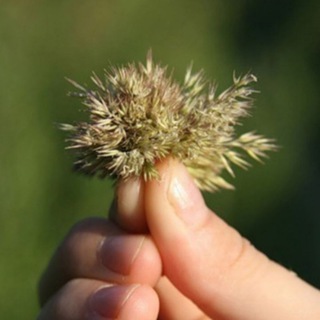 #Агрорынок 🌱 #зерно 🌾 #пшеница 🌻 #фураж 🫘 #бобы #масличные #ячмень #овёс #нут #горох #кукуруза #фасоль #сельхозпродукция 🚜