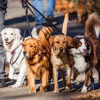 Академическая_dogs