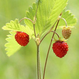 Земельные участки AKRZEMLI.RU 🍓