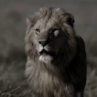 𖣔🇱 🇪 🇴 🇳𖣔