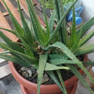 🇹🇷Aloe Vera🇹🇷