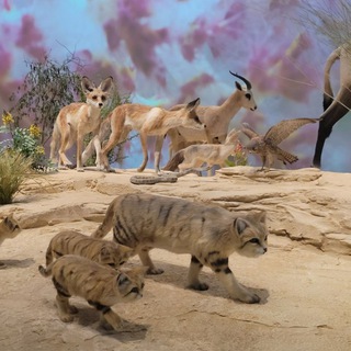 Indian living in QATAR