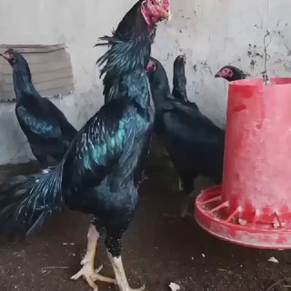 Hòroz Jangi andijon