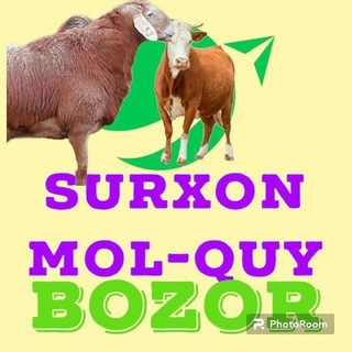 Surxondaryo angor tumani mol bozori gruppasi