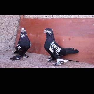 АНДИЖОН ЗОТ КАБУТАР ГУРУПАСИ