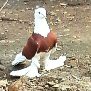 🕊️ ASAKA KAPTARLARI 🕊