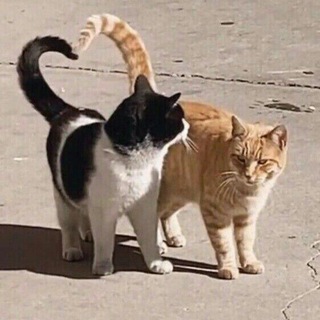 Деревянный сарай (Общение знакомства)