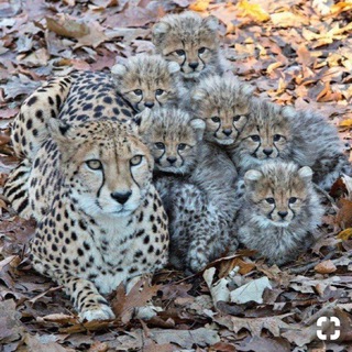 Чат Авиаторов Балтики 3к1