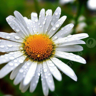 Dhbt Dikab Mbsts Öabt🏆