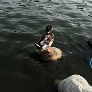 FREE NHÀ CÁI 🔥💦