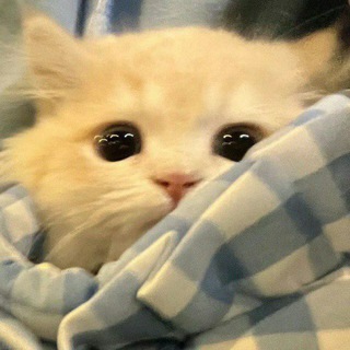 𝘍𝘈𝘔𝘐𝘓𝘠 𝘊𝘏𝘐𝘔 ❤️‍🔥🤣