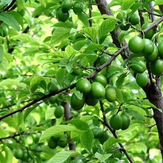 باغنامه‌ی سردرود