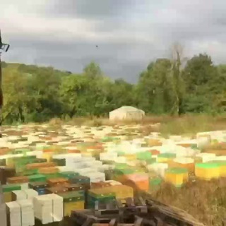 Пчеловодство, Москва.