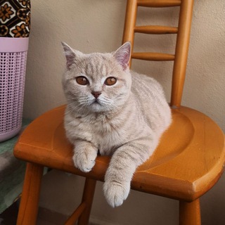 🐾 Cins Kedi Sahiplendirme ve Eş Bulma Platformu 🐾