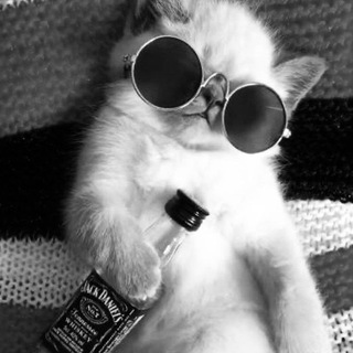 𝐁𝐢𝐭𝐝𝐢 𝐛𝐚𝐬̧𝐥𝐚𝐫 🦟