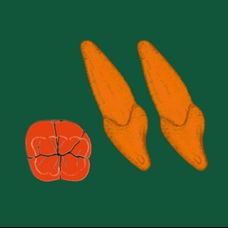 Зубы и точка. Блог доктора Филиппова