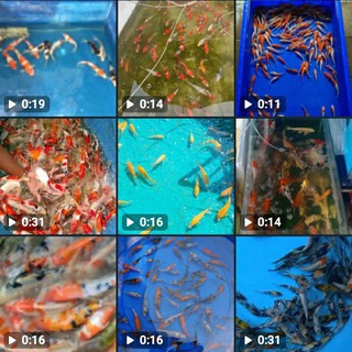 BURSA KOI BIBIT (BKB)