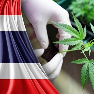 Cannabis cult [Паттайя] 💨