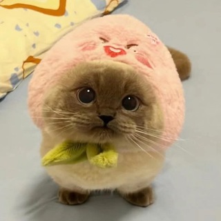 На кошачьем вайбе Chat