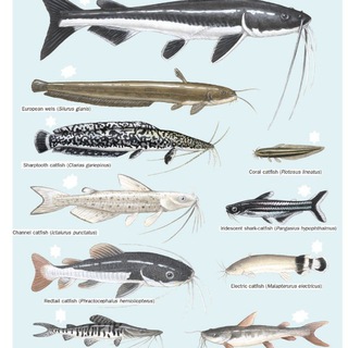 -Catfish Big Time 💥