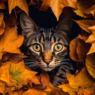 Кошки Митино 🐈‍⬛