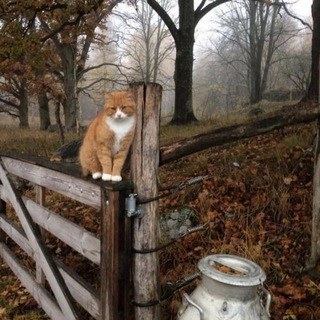Знакомства Архангельск девушки
