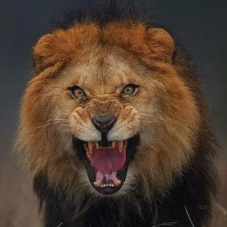 🇨🇳狮王咆哮🇨🇳俱乐部