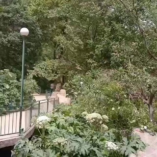 🍁 CHINOR|MFY 🌲