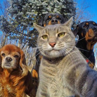 החסידוסים😗