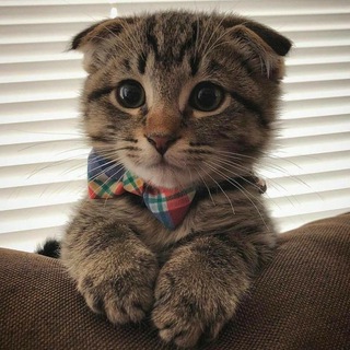 𝐂̧𝐢𝐤𝐞𝐥𝐞𝐤 𝐑𝐞𝐤𝐥𝐚𝐦 🍓