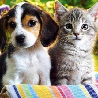 Cins Kedi ve köpek ilanları😻🐕