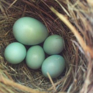 뻐꾸기에게 NTR 당한 부엉이 둥지