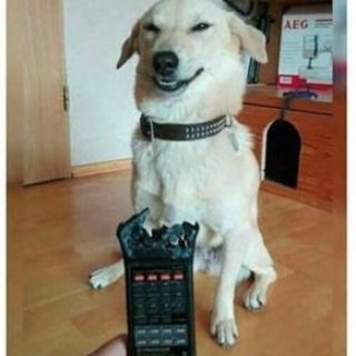 Curiosidades, memes y más 🤪