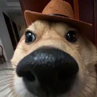 Doge Meme Discussion™