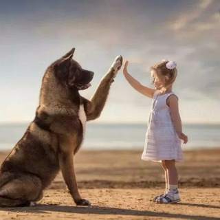 Кинология Ставрополья