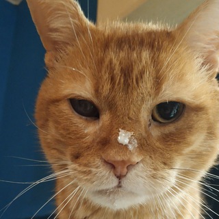 Еда в Нови Саде