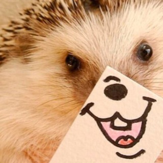 Чат им. Ежи Сармата