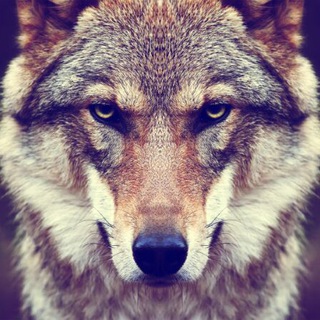 El mesón del lobo🐺