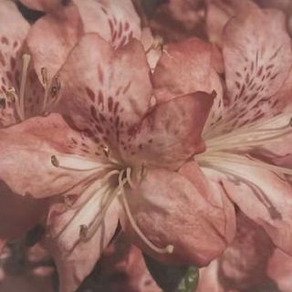 Группа для общения, делай что хочешь 🫶🏻