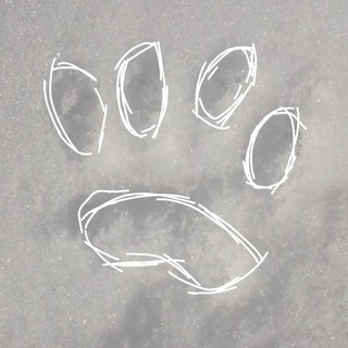 Фурри, квд и тери знакомства (чатик)!