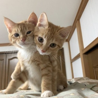 Гeй знакомства и красивые картинки