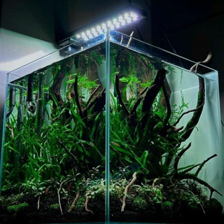 Türkiye Akvaryum Kulübü