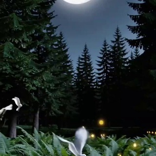 Ночная Тишина 🌿