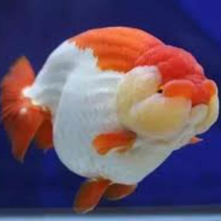 Goldfish Hobbyist