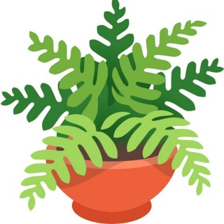 Зелёный маркет | комнатные растения куплю продам Россия 🪴