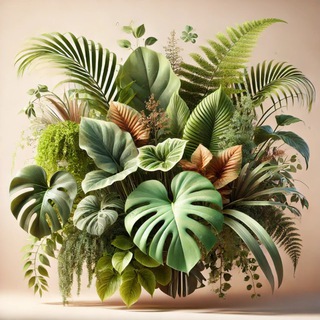 Рослинний оазис 🌿 Чат ☘️ Продаж🪴