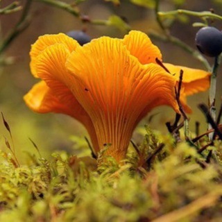 Грибники Чувашии