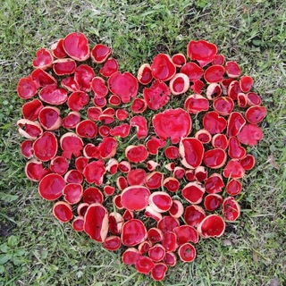 Грибанутые